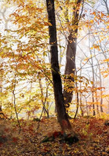 2023, Digital painting con stampa lenticolare olografica 3D, 100x70 tutto scorre autunno giorno